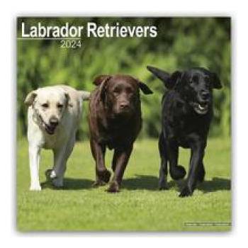Labrador Retriever 16-Monats 2024