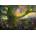 Grafika Art Puzzle - Puzzle Josephine Wall: The Last Tree - 1 000 piese