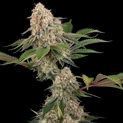 Sensi Seeds Sticky Berry Mints XXL semienka neobsahujú THC 10 ks