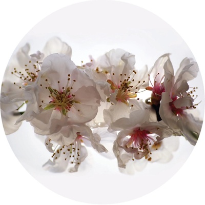 AG Design CR3306 Samolepicí vliesová fototapeta Floating Flowers rozměry 140 x 140 cm