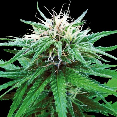 Sensi Seeds Ruderalis Indica Regular semena neobsahují THC 10Ks