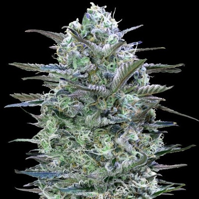 Advanced Seeds Critical Lemon semienka neobsahujú THC 25 ks