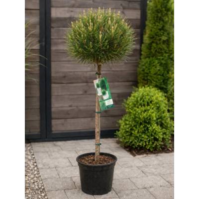 Borovica čierna (Pinus nigra) ´SUMMER BREEZE´ - výška 110-130 cm, kont. C4L – NA KMIENKU