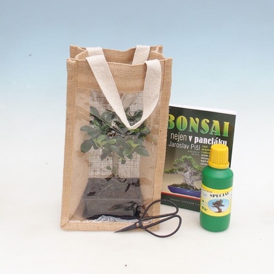 e-bonsai Pokojová bonsai v dárkové tašce - JUTA