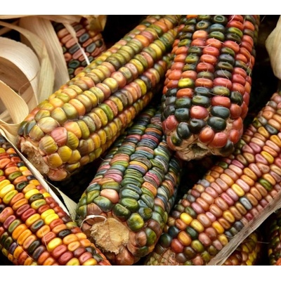 Hortus Декоративна Царевица Микс Zea mays japonica