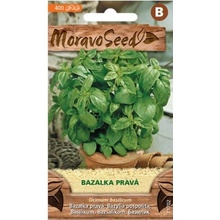 MoravoSeed Bazalka zelená/L/ =