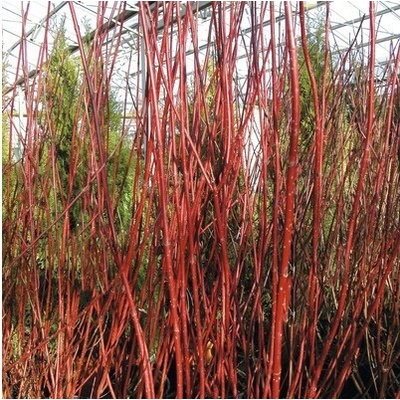 Svída bílá FloraSelf Cornus alba 'Sibirica' výška 80-100 cm květináč 10 l