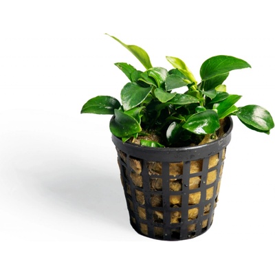 Anubias barteri nana Petite