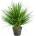 Grass onion 50cm