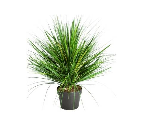 Grass onion 50cm