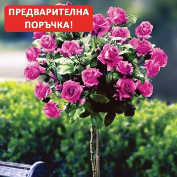 Tantau® Щамбова Роза Heidi Klum® - Tantau®