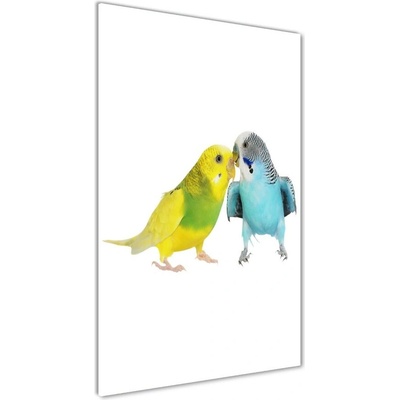 Vertikálny foto obraz sklenený Andulky 50x100 cm