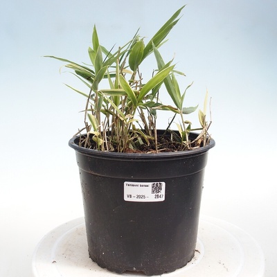 e-bonsai Venkovní bonsai - Sasaella masamuneana Albostriata - Bambus panašovaný