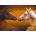 Norimpex - Puzzle Diamant painting: Horses with fiery manes 30x40cm - 1 - 39 piese