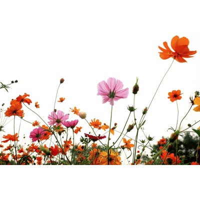 DIMEX ART Флизелинов фототапет пъстри цветя 375 x 250 см