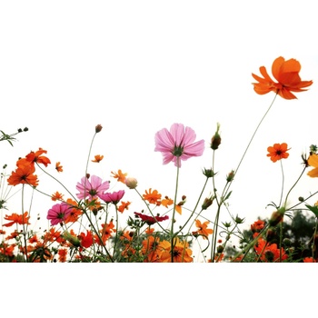 DIMEX ART Флизелинов фототапет пъстри цветя 375 x 250 см