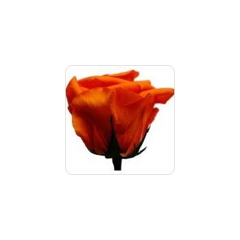 Darčeková stabilizovaná ruža - oranžová