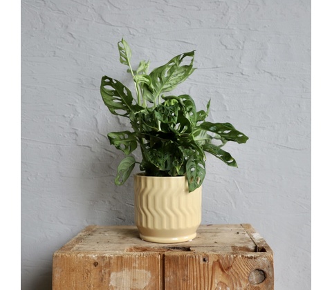 Monstera Adansonii Monkey mask