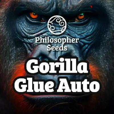 Philosopher Seeds Gorilla Glue AUTO semena neobsahují THC 3 ks
