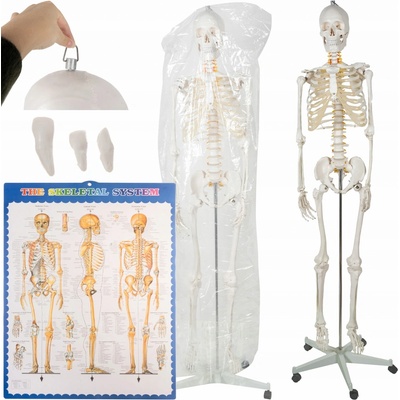 Anatomický model kostry 1:1 170 cm Malatec 22583