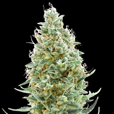Advanced Seeds Amnesia Fast semienka neobsahujú THC 1 ks