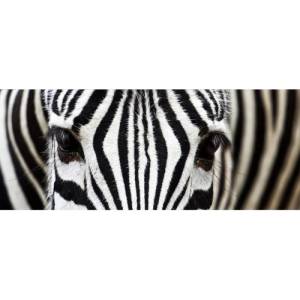 DIMEX ART Панорамни флизелинов фототапет зебра 375 x 150 см