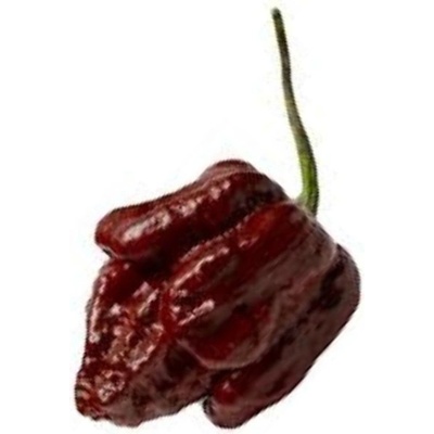CHILLIMAT Chilli sazenice Trinidad Scorpion Moruga Chocolate 1ks