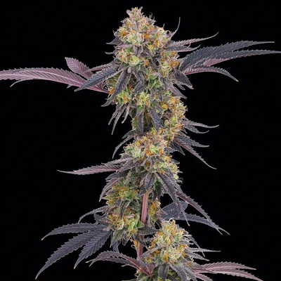 Barney´s Farm Tropicana Cherry semena neobsahují THC 3 ks