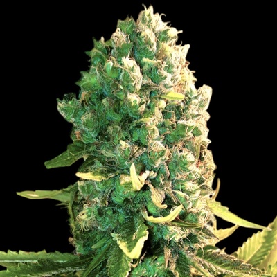 BSBs Cali Connection Blueberry Dream semienka neobsahujú THC 1 ks
