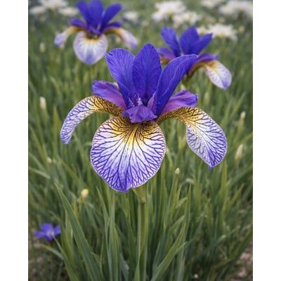 Kosatec sibírsky 'Shaker's Prayer' v kvetináči