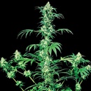 Sensi Seeds Early Girl regular semena neobsahují THC 10 ks