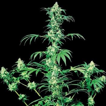 Sensi Seeds Early Girl regular semena neobsahují THC 10 ks