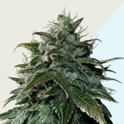 Kera Seeds Black Beauty CBD semena neobsahují THC 3 ks