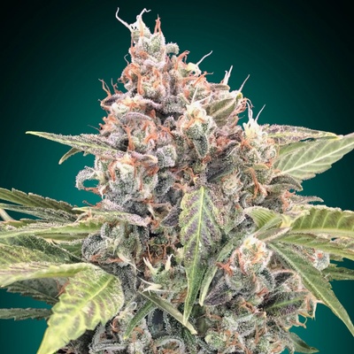00 Seeds Bank Northern Lights CBD semena neobsahují THC 5 ks