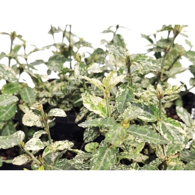Bršlen Fortunov bielo panašovaný FloraSelf Euonymus fortunei 'Harlequin' balenie 6 ks