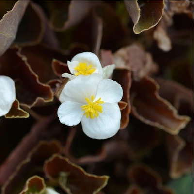 Begónia Marsala F1 White - Begonia semperflorens - semená begónie - 20 ks