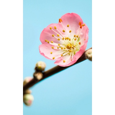 Komar Vliesová fototapeta Peach Blossom rozměry 150 x 250 cm