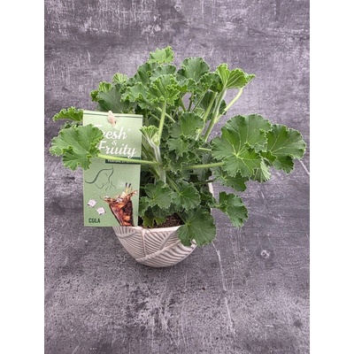 Pelargonium graveolens Coca-cola – Hledejceny.cz