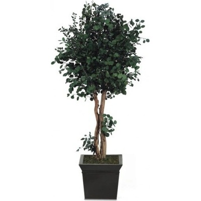 Populus crown 130 cm