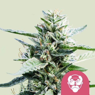 Royal Queen Seeds Granddaddy Purple semienka neobsahujú THC 10 ks