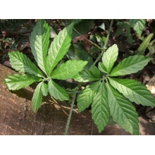 TSUGA Gynostemma pentaphyllum "Jiaogulan"