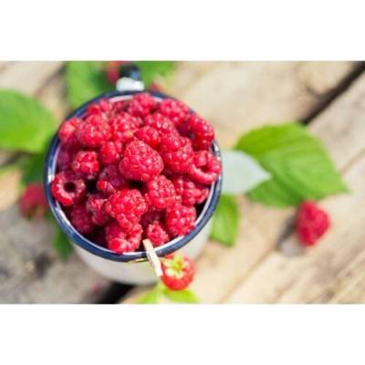 Malina červená, remontantná (Rubus idaeus) ´MEEKER´ - výška 20-30 cm, kont. C1,5L