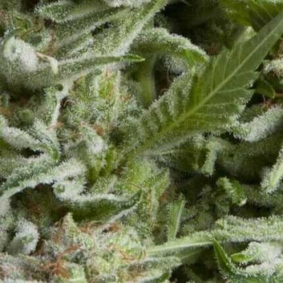 Pyramid Seeds Auto Alpujarreña semienka neobsahujú THC 50 ks
