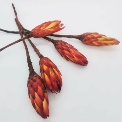Protea repens red small - 30ks