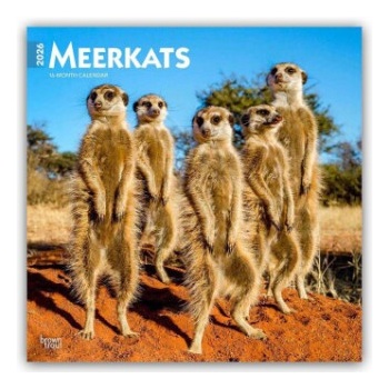 Browntrout Verlags GmbH Meerkats - Erdmännchen 2026 - 16-Monatskalender | BrownTrout Publishers Inc