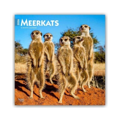 Browntrout Verlags GmbH Meerkats - Erdmännchen 2026 - 16-Monatskalender | BrownTrout Publishers Inc