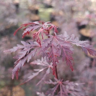 Javor dlanitolistý FloraSelf Acer palmatum 'Firecracker' výška 40-50 cm květináč 4,5 l
