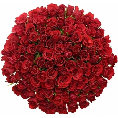 Kytice 100 červených růží RED CALYPSO 70 cm