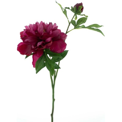 Paeonia Pivoňka 'Arches' červená V65 cm