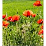 DIMEX ART Флизелинов фототапет маково поле 225 x 250 см